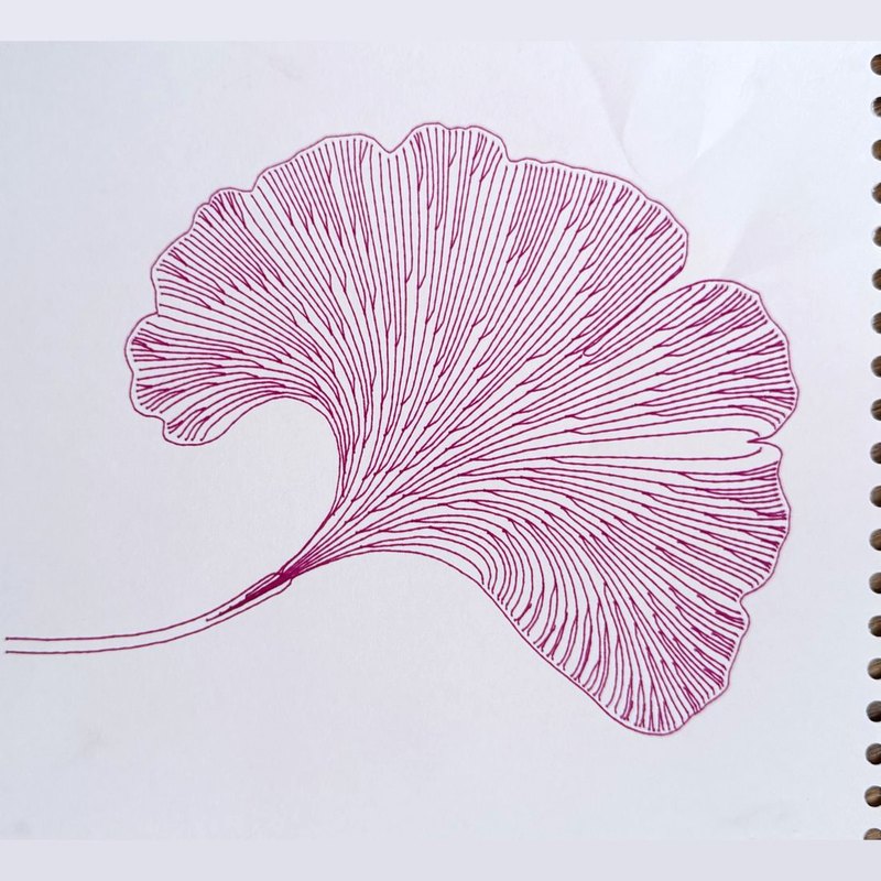 Ginkgo leaf in magenta lines