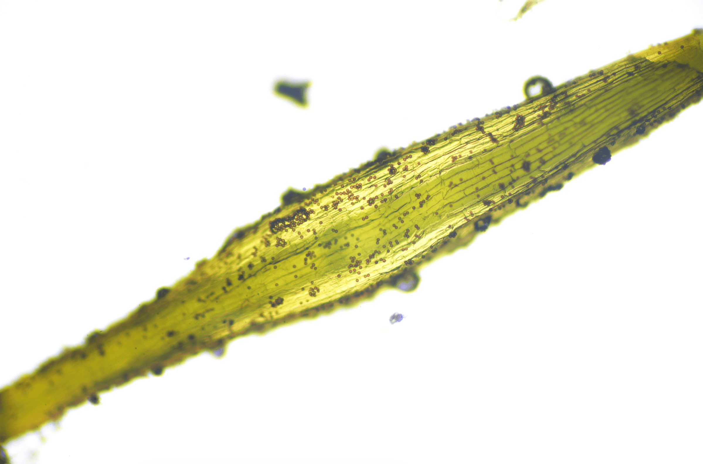 Pillow Moss Pollen