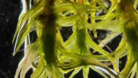 Pillow Moss