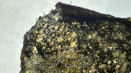 Mold growth